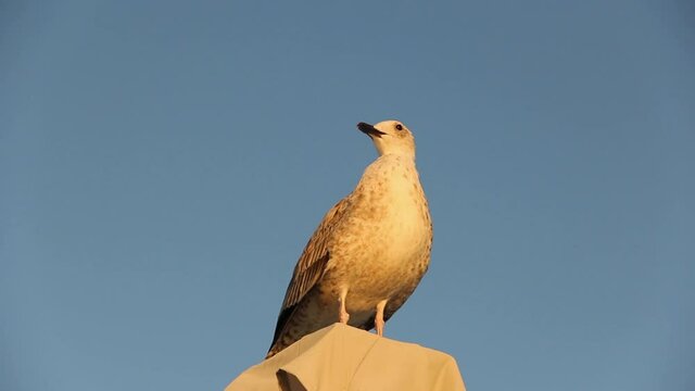 Gull. Larus argentatus. The seagull sits high. Bird videos