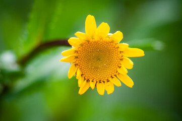 verde pasto paisaje trebol macro planta flor azul verde amarillo bokeh