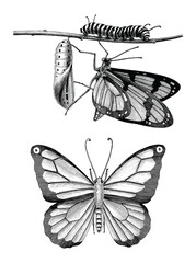 Butterfly hand draw vintage engraving style black and white clipart isolated on white background - 460165717