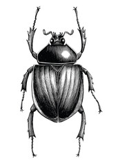 Scarab Beetle hand draw vintage engraving style black and white clipart isolated on white background - 460165764