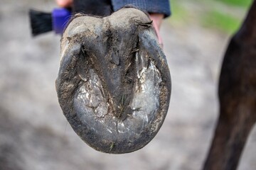 Horse hoof from underneath. Close up. Frog. Bottom of the hoof. Hoof cleaning. Preparing the horse for riding - obrazy, fototapety, plakaty