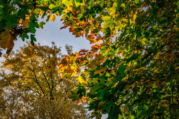 Maple tree branch with the leaves changing are illuminated by afternoon sunlight framing a birch tree in the distance