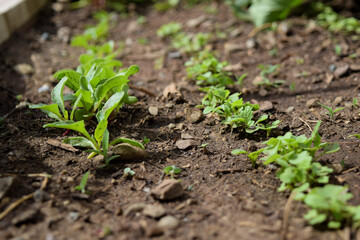Fresh Rows of Baby Plants