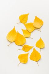 Autumn leaves on a white background. Birch leaves on a white background. 