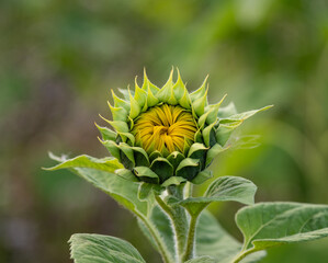 sunflowers on the field in sunshine