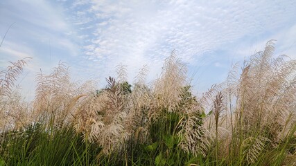 Fototapeta premium grass and sky