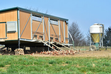 Mobiler Hühnerstall, geflügelhaltung, Mobiler Hühnerstall in der landwirtschaftlichen Produktion von Eiern und Fleischhühnern aus Freilandhaltung © Hermann
