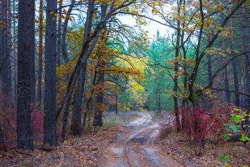 Fototapeta premium ground road in red dry forest, quiet autumn forest