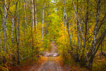 ground road in red dry birch forest, quiet autumn forest