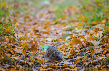 little hedgehog  in red dry autumn leaves, seasonal animal scene