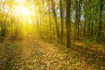 red autumn forest glade in light of sparkle sun, autumn season natural background