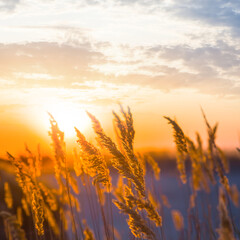 closeup prairie grass in light of evening sun