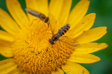 verde pasto paisaje trebol macro planta flor azul verde amarillo bokeh insecto  abeja nectar 