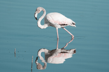 Flamenco Rosa - Phoenicopterus Roseus