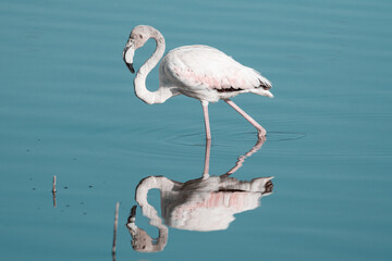 Flamenco Rosa - Phoenicopterus Roseus