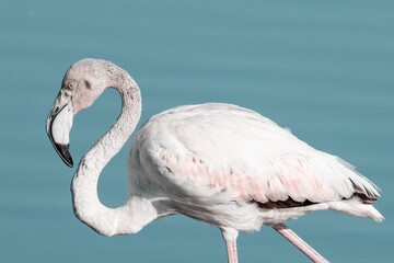 Flamenco Rosa - Phoenicopterus Roseus