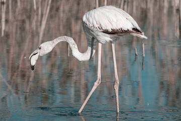 Flamenco Rosa - Phoenicopterus Roseus