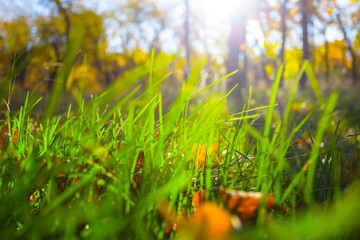 closeup green grass in light of sparkle sun