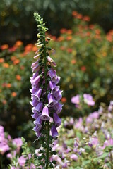 flowers in the garden