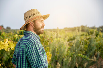 grape grower looks at his field