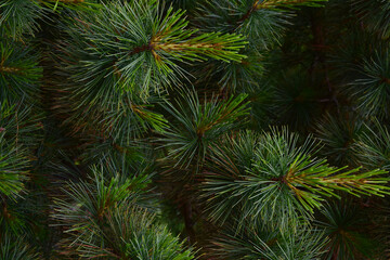Close-up of pine branches for the entire frame with well-visible individual needles and beautiful green hues