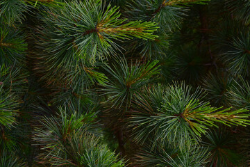 Naklejka na ściany i meble Close-up of pine branches for the entire frame with well-visible individual needles and beautiful green hues