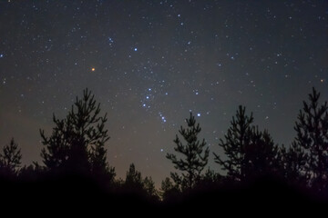 Orion constellation on starry sky above forest silhouette background