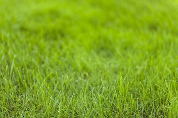 Beautiful green grass texture