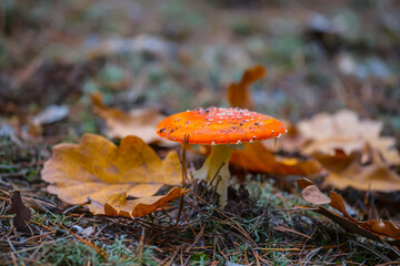 closeup red flyagaric mushroom in forest
