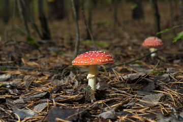 Amanita mushroom with a red hat in the forest