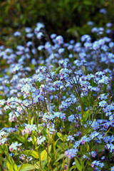 Forget-Me-Not (Myosotis scorpiodes) flowers in Summer.