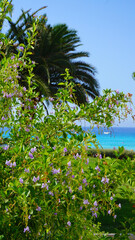 hotel grounds garden palm trees flowers shrubs path lawn cyprus summer vacation garden resort summer