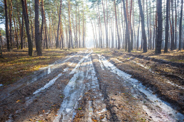 snowbound winter forest glade in light of sparkle sun