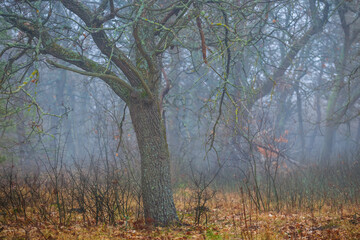 autumn forest glade in blue mist, quiet outdoor scene