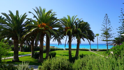 Plakat palm trees bushes lawn summer sea blue sky sunny resort vacation vacation beautiful landscape cyprus