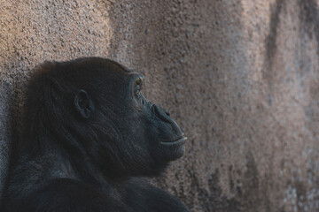 Large adult female gorilla looks on and contemplates on a beautiful day at the Pittsburgh zoo.