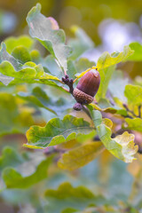 ripe acorn on an oak branch with yellow leaves in an autumn park
