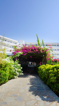 Berso is a garden and park structure, a gallery, a passage formed by vertical walls of the trellis type for climbing plants and a vaulted ceiling of the alley. summer vacation garden