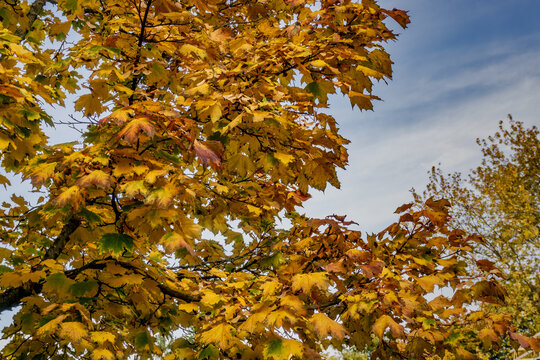 Branches of an Eastern Maple tree covere with the changing colours of fall is contrasted of a bright blue sky with wispy clouds