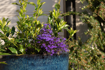 Blooming flowers in a blue pot.