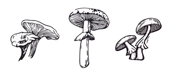 graphic black and white drawing of toadstool mushrooms. perfect for a print or logo.