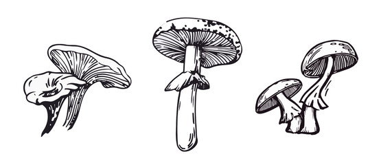 Naklejka premium graphic black and white drawing of toadstool mushrooms. perfect for a print or logo.