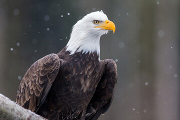 Eagle Portrait 1