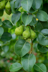 the fruits of a ripe pear are hanging on a tree. High quality photo