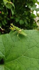 grasshopper on leaf
