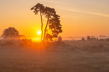 Fototapeta na wymiar Sunrise in the National Park De Hoge Veluwe in the Netherlands
