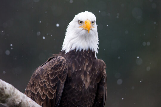 Eagle Portrait 2