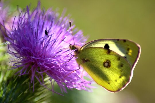 the pale clouded yellow butterfly in backlight sitting on purple flower