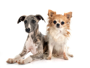 English Whippet and chihuahua