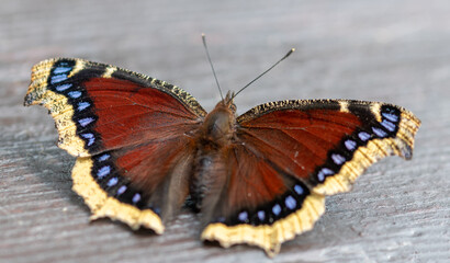 Fototapeta na wymiar butterfly with grey background